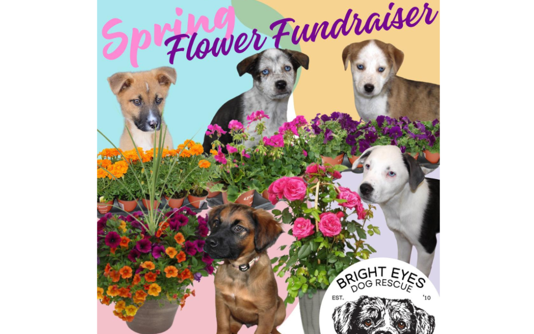 Spring Flower Fundraiser