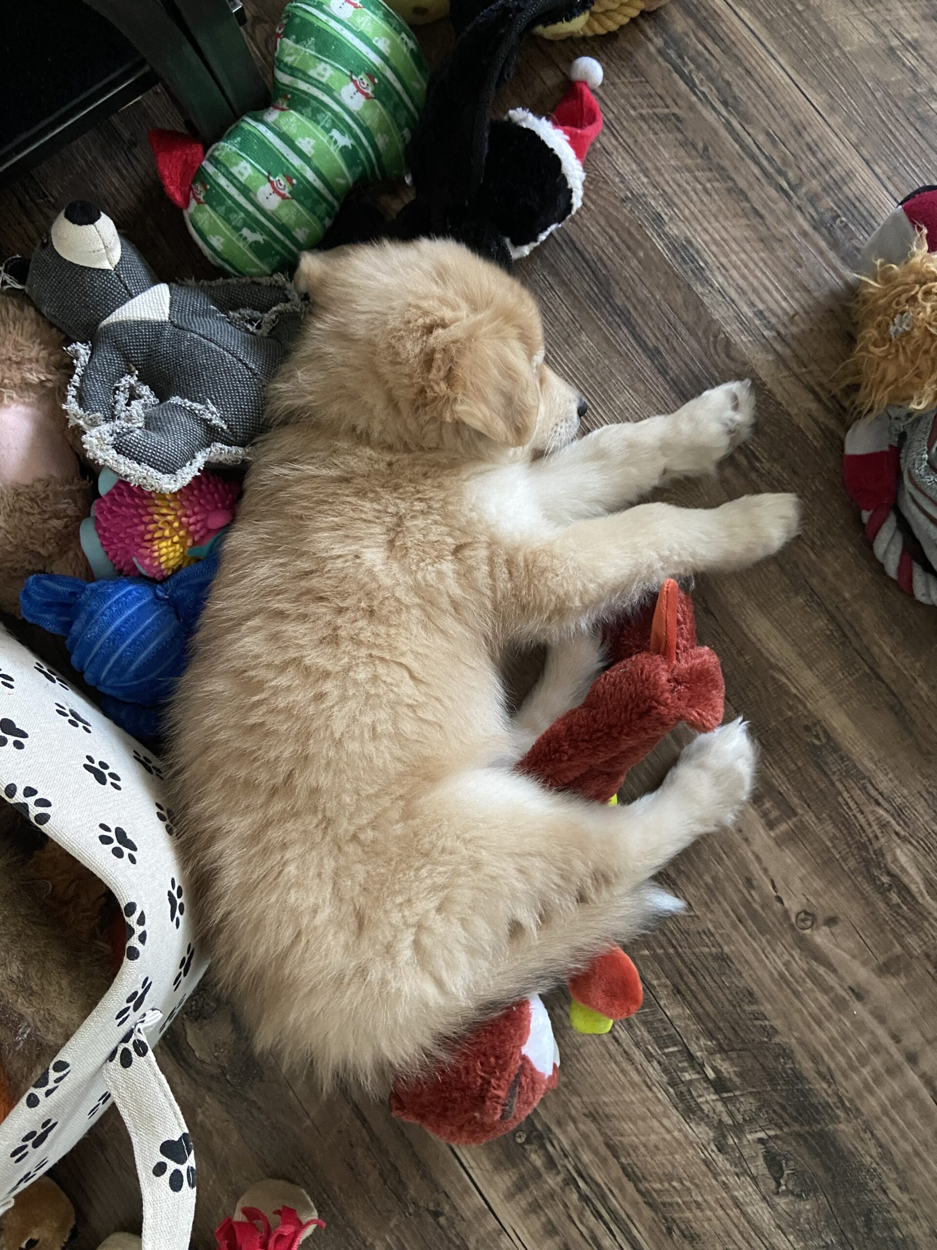 Minun Bright Eyes Dog Rescue