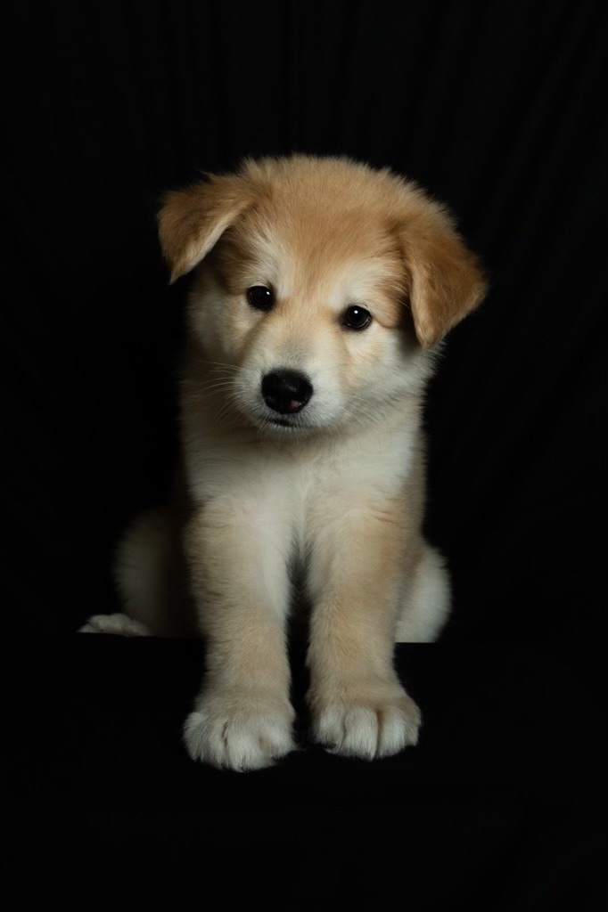 Minun Bright Eyes Dog Rescue