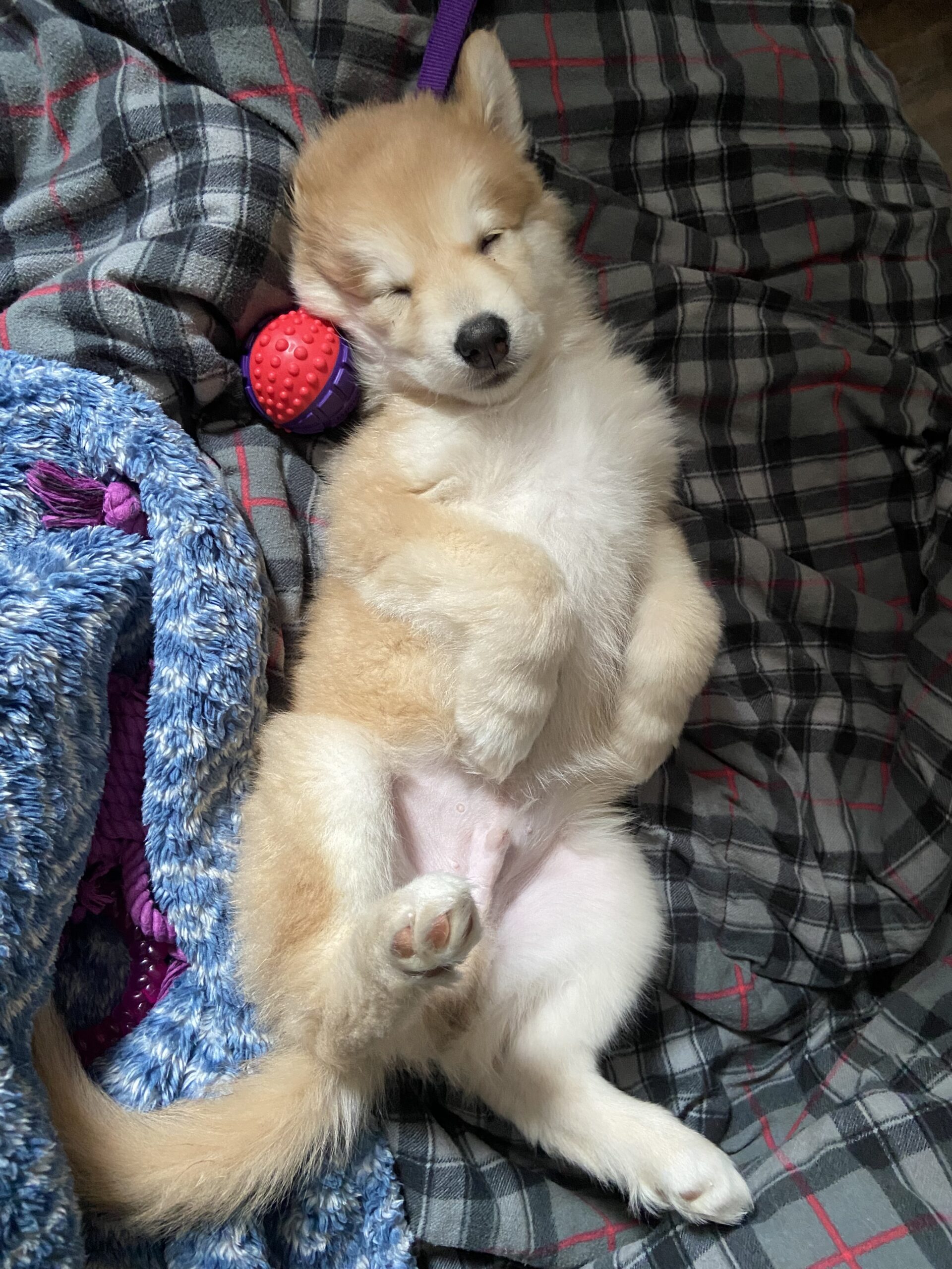 Minun Bright Eyes Dog Rescue