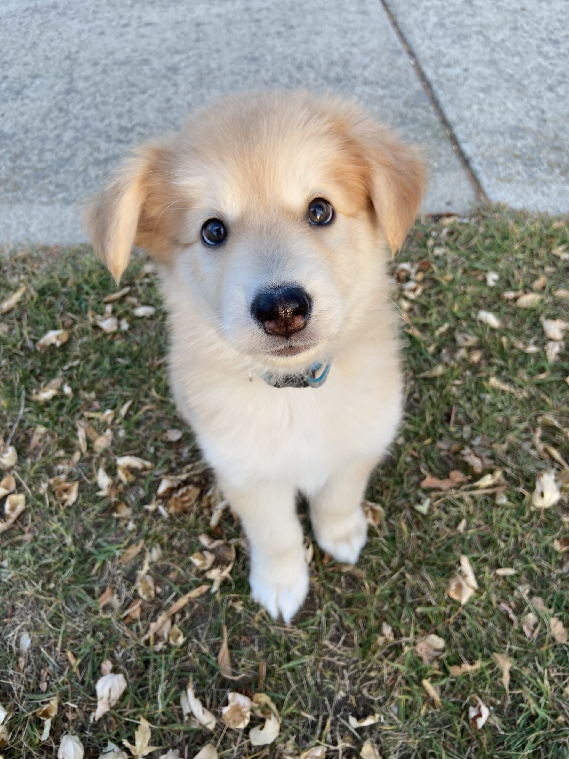 Minun Bright Eyes Dog Rescue