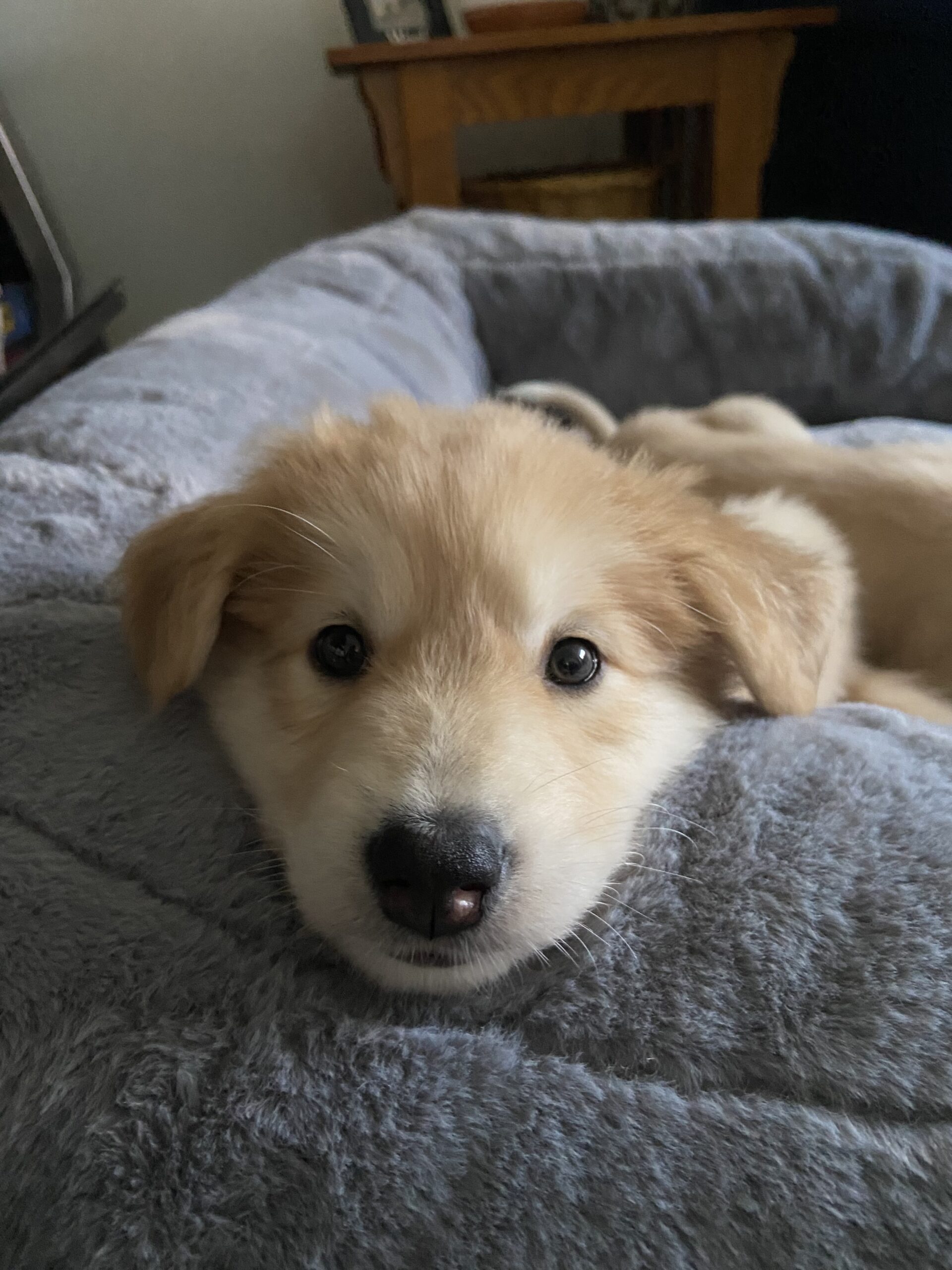 Minun Bright Eyes Dog Rescue