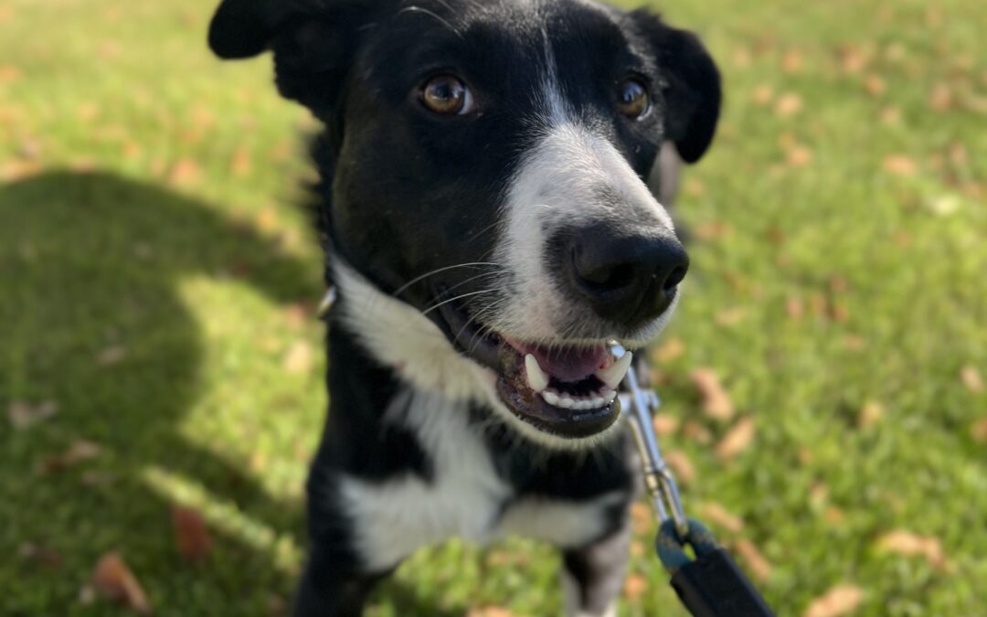Maggie