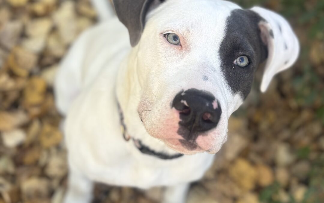 Ziggy