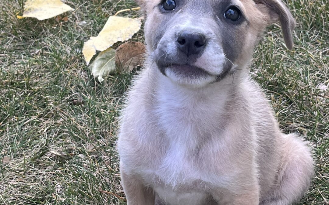 Belle