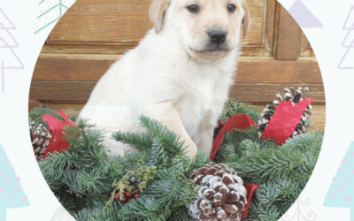 Winter Flower Fundraiser