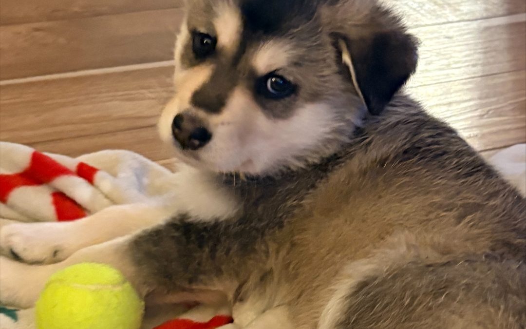 Devlin Michael Joseph