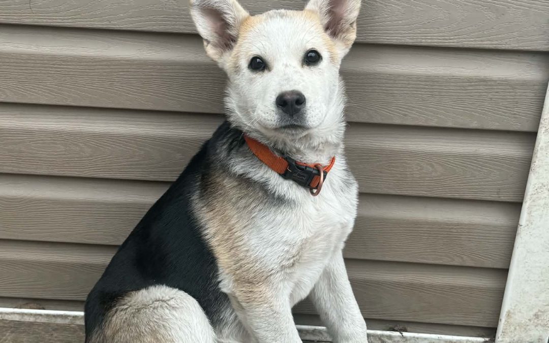 Denali