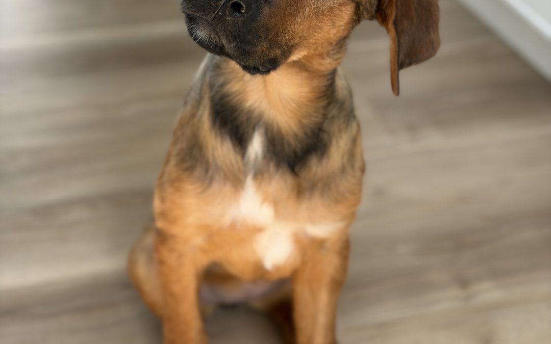 Josie