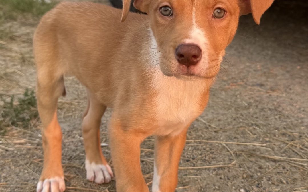 Barq’s