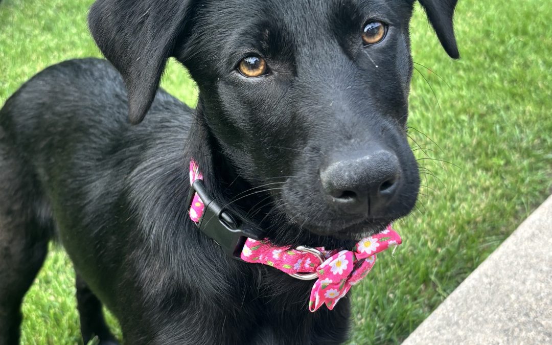 Dottie